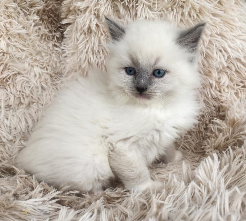 TICA Registered Ragdoll Kittens photo 6