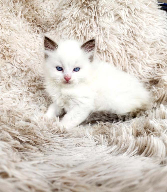 TICA Registered Ragdoll Kittens photo 4
