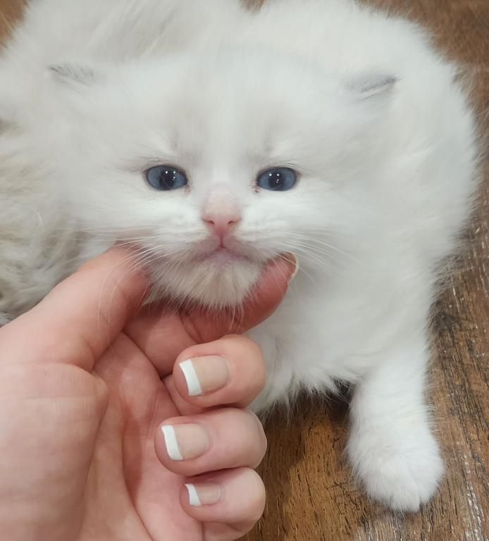 TICA Registered Ragdoll Kittens photo 9