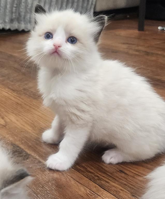 TICA Registered Ragdoll Kittens photo 3