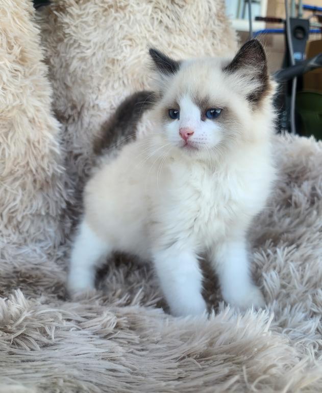 TICA Registered Ragdoll Kittens photo 1