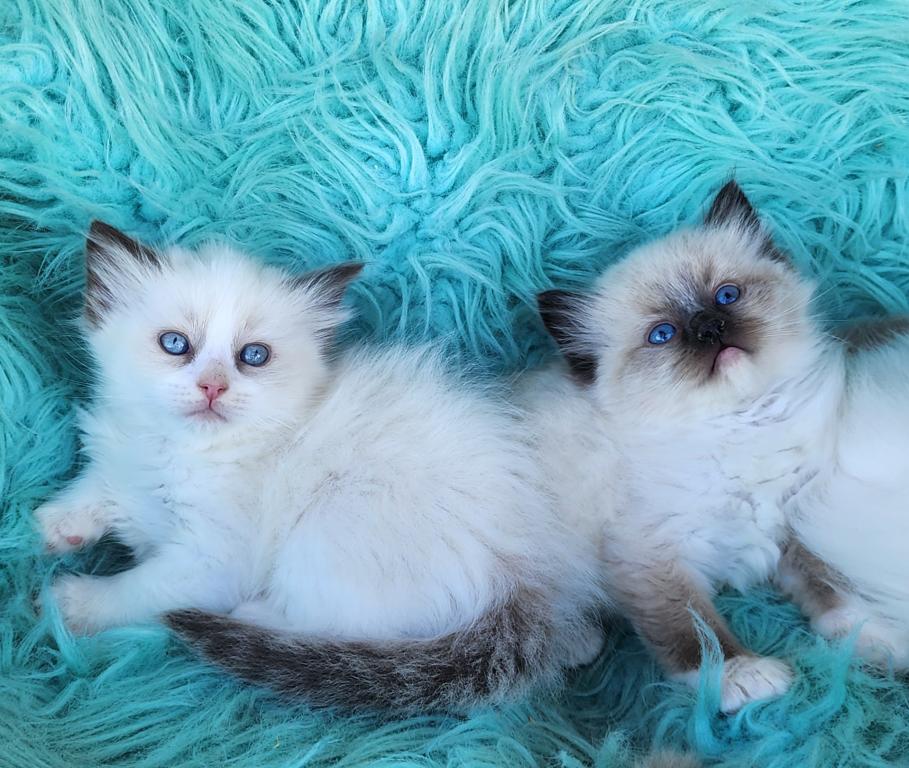 Ragdoll Kitten photo 10