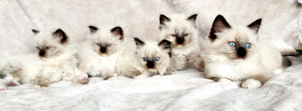 Ragdoll Kitten photo 12