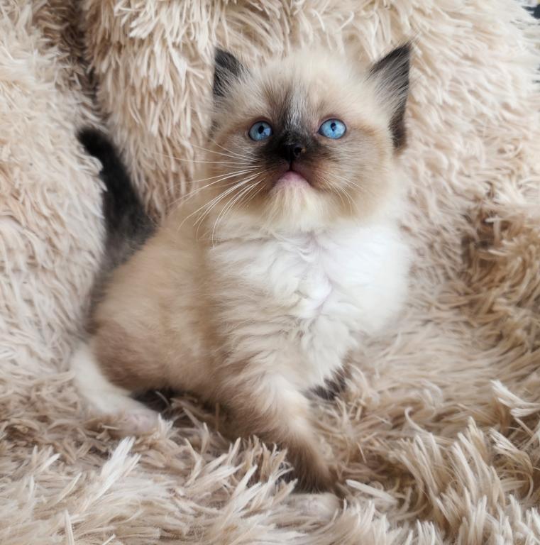 Ragdoll Kitten photo 5