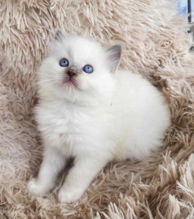 Ragdoll Kitten photo 7