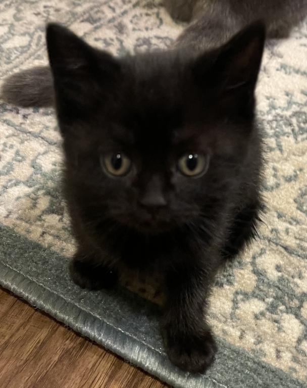 Sebastian Black Scottish Straight Kitten photo 1