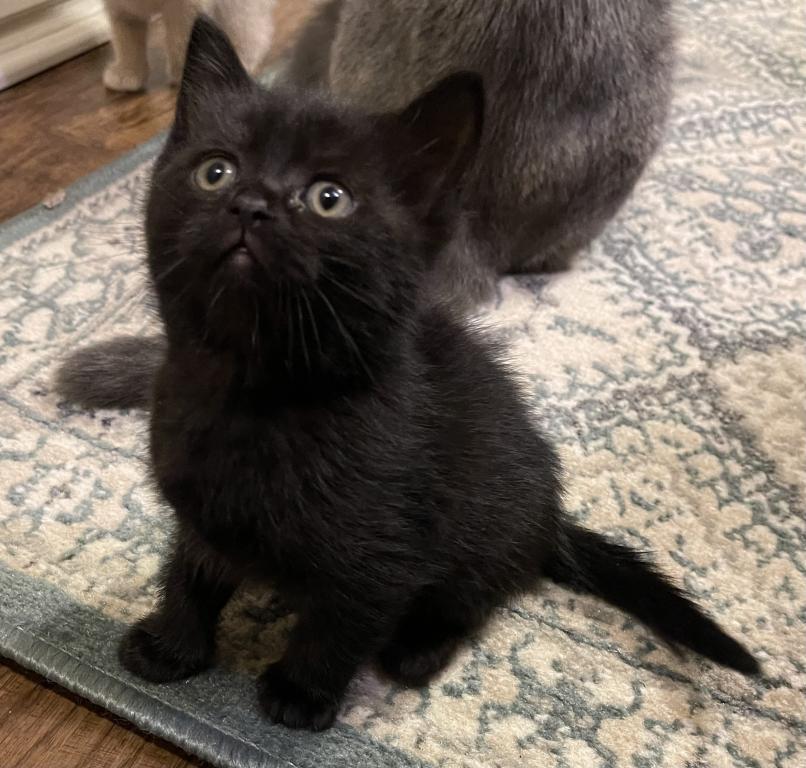 Sebastian Black Scottish Straight Kitten photo 4