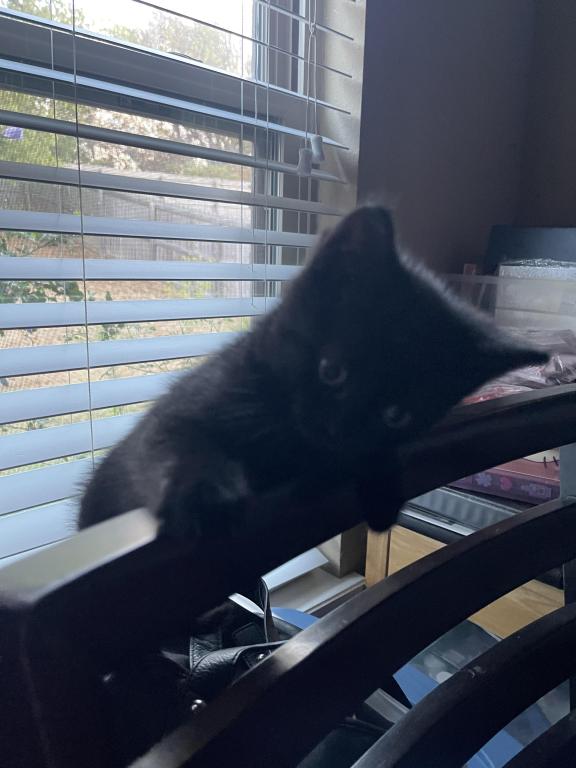 Sebastian Black Scottish Straight Kitten photo 3