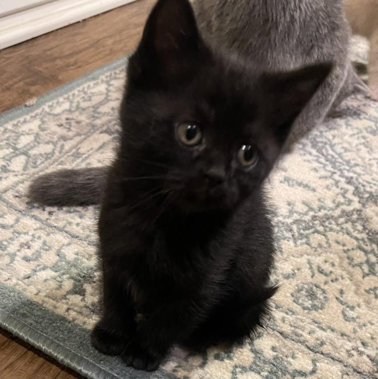 Sebastian Black Scottish Straight Kitten photo 5
