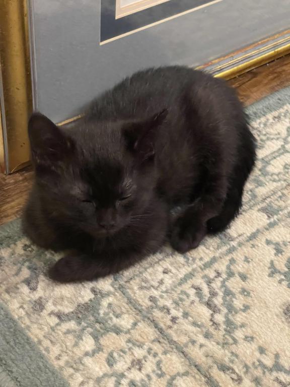 Sebastian Black Scottish Straight Kitten photo 2