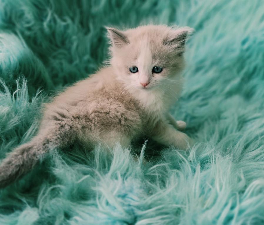 Lio Male Ragdoll photo 2