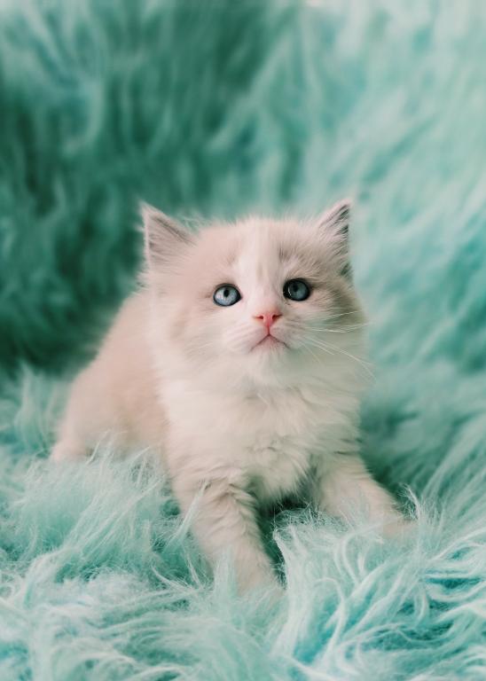 Lio Male Ragdoll photo 1