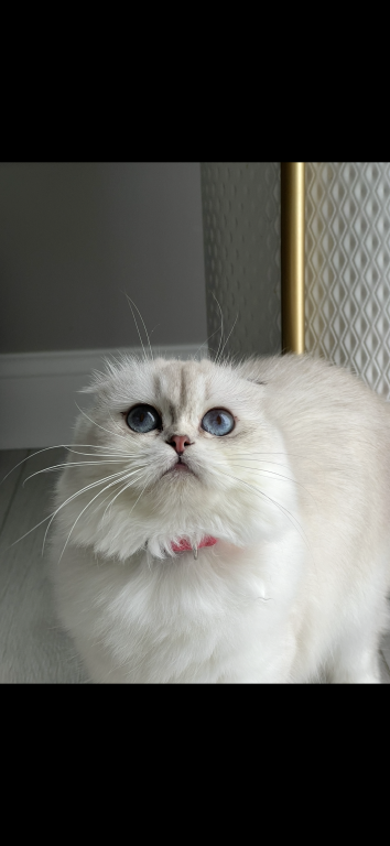 Scottish Fold Longhair photo 4