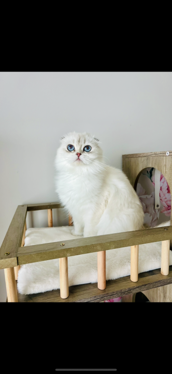 Scottish Fold Longhair photo 1