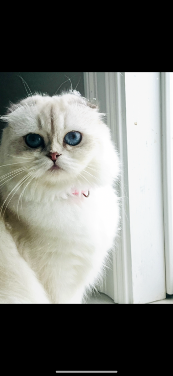 Scottish Fold Longhair photo 2