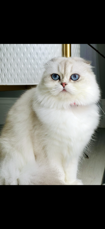 Scottish Fold Longhair photo 5