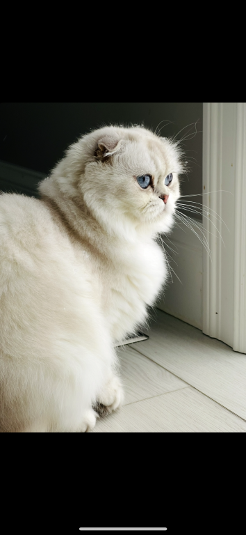 Scottish Fold Longhair photo 3