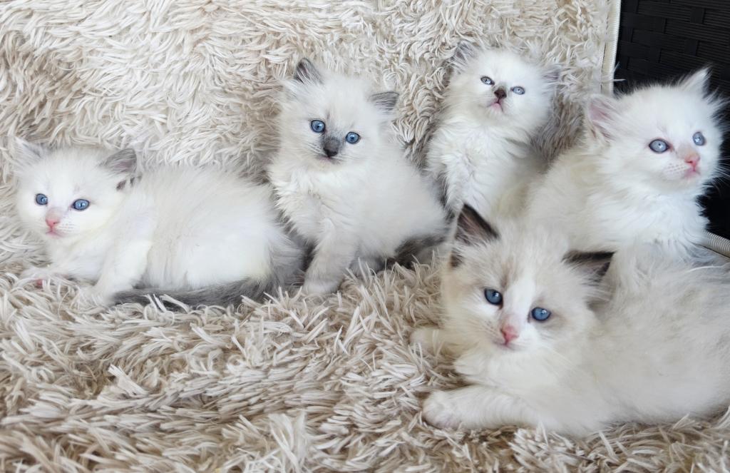 Ragdoll Kittens Male And Females photo 11
