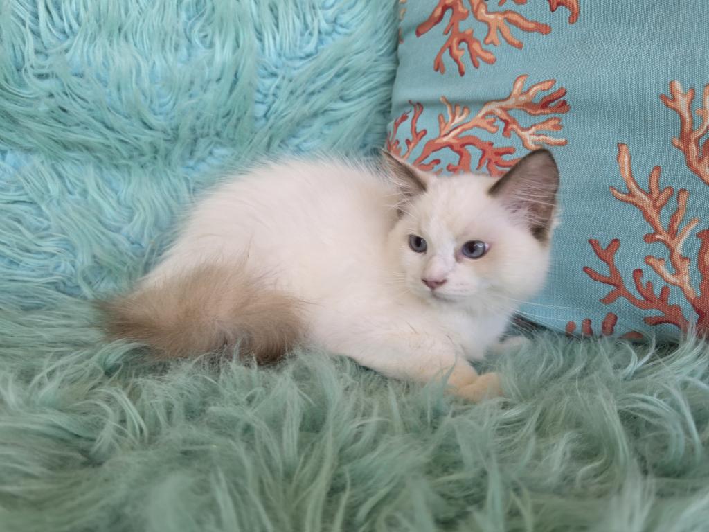 Ragdoll Kittens Male And Females photo 2
