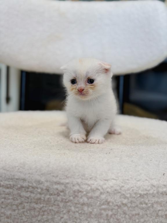 Cream Bicolor Scottish Fold Boy photo 1