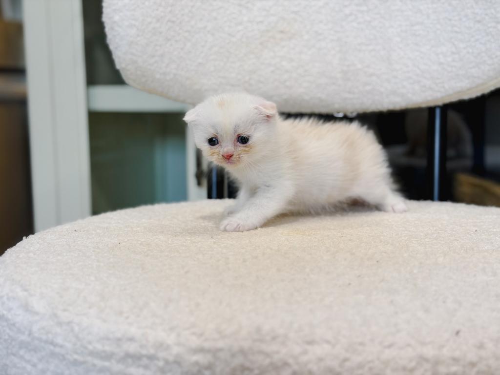 Cream Bicolor Scottish Fold Boy photo 3