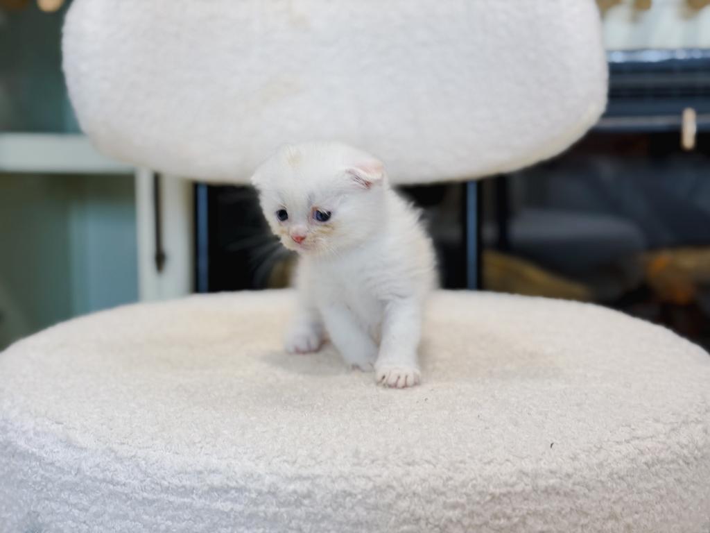 Cream Bicolor Scottish Fold Boy photo 2