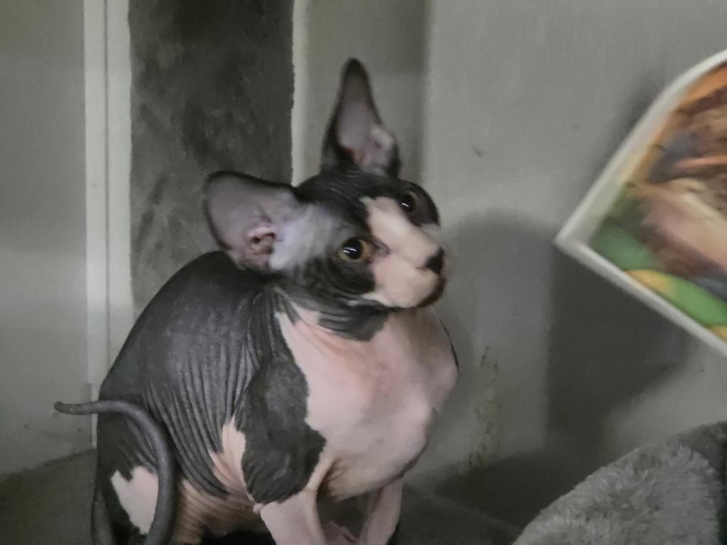 Pixie Bicolor Male photo 4