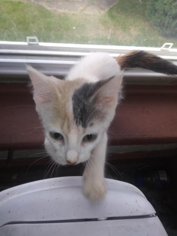 Sweetpea photo 2