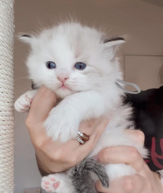 Grey Collar Male
