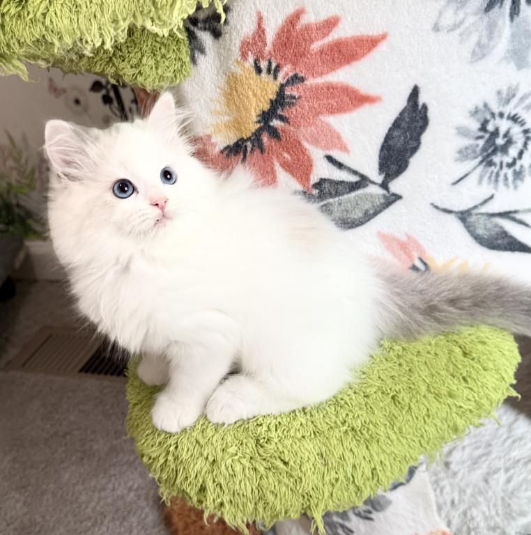 TICA RAGDOLL KITTENS photo 6