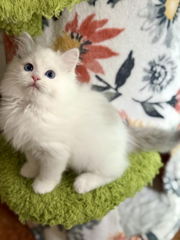 TICA RAGDOLL KITTENS photo 3
