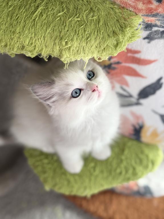 TICA RAGDOLL KITTENS photo 9