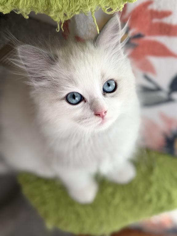 TICA RAGDOLL KITTENS photo 11