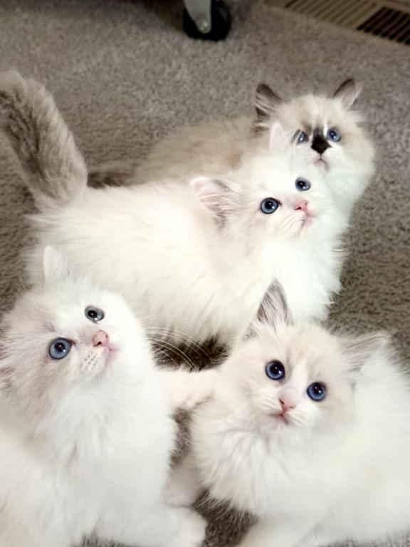 TICA RAGDOLL KITTENS photo 2