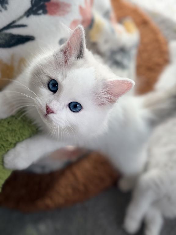 TICA RAGDOLL KITTENS