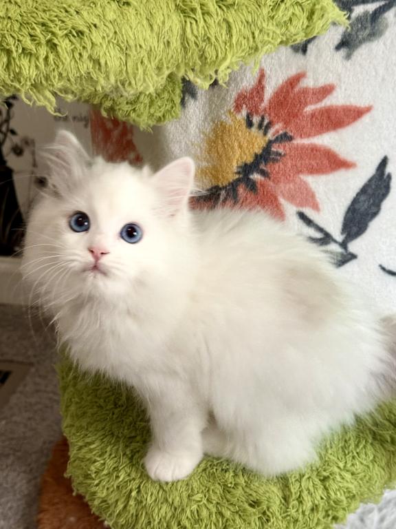 TICA RAGDOLL KITTENS photo 4