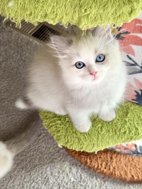 TICA RAGDOLL KITTENS photo 10