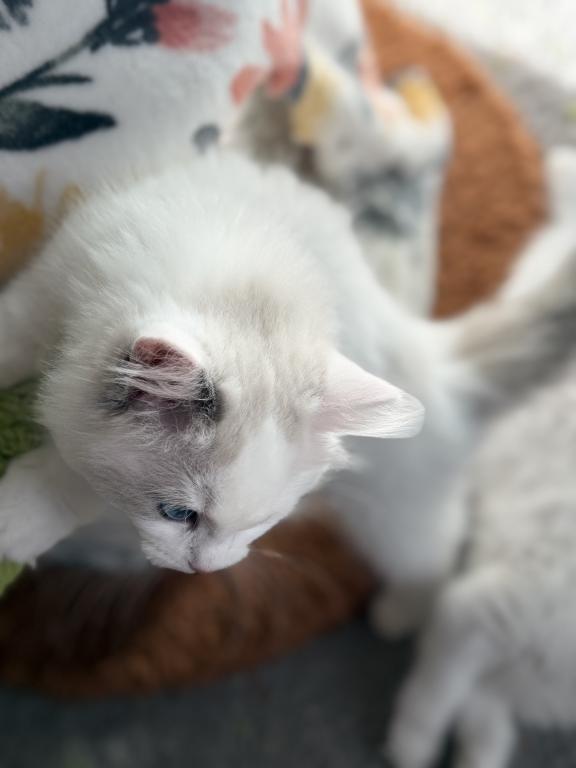 TICA RAGDOLL KITTENS photo 13