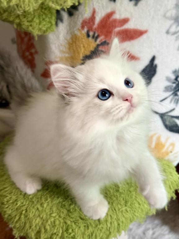 TICA RAGDOLL KITTENS photo 5