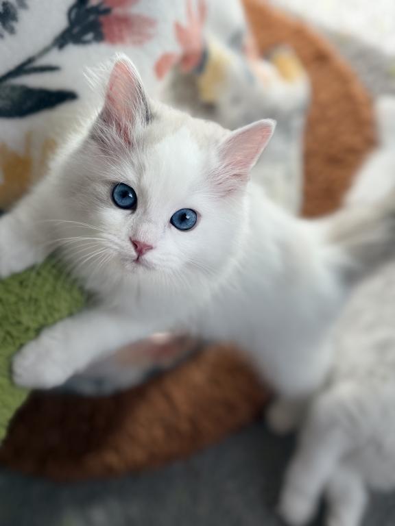 TICA RAGDOLL KITTENS photo 12