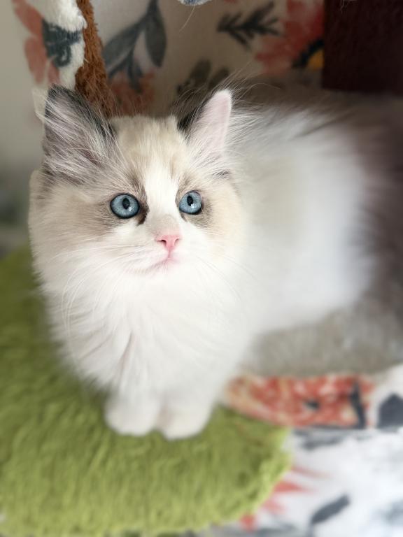 TICA RAGDOLL KITTENS photo 7