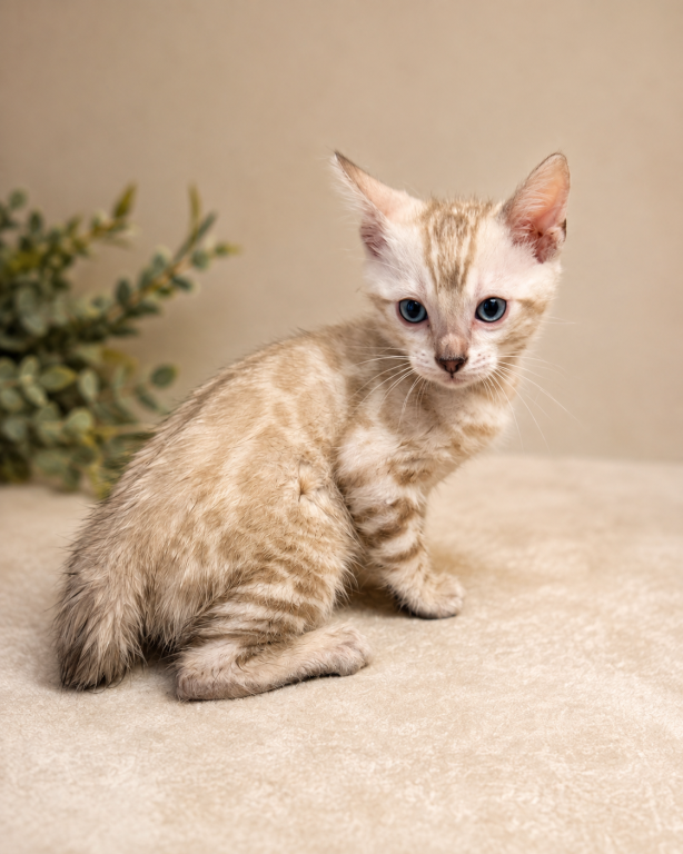 Bambis Kittens photo 2