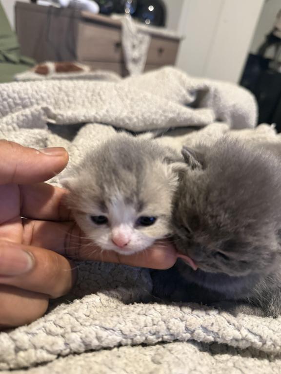 Scottish Kittens photo 5
