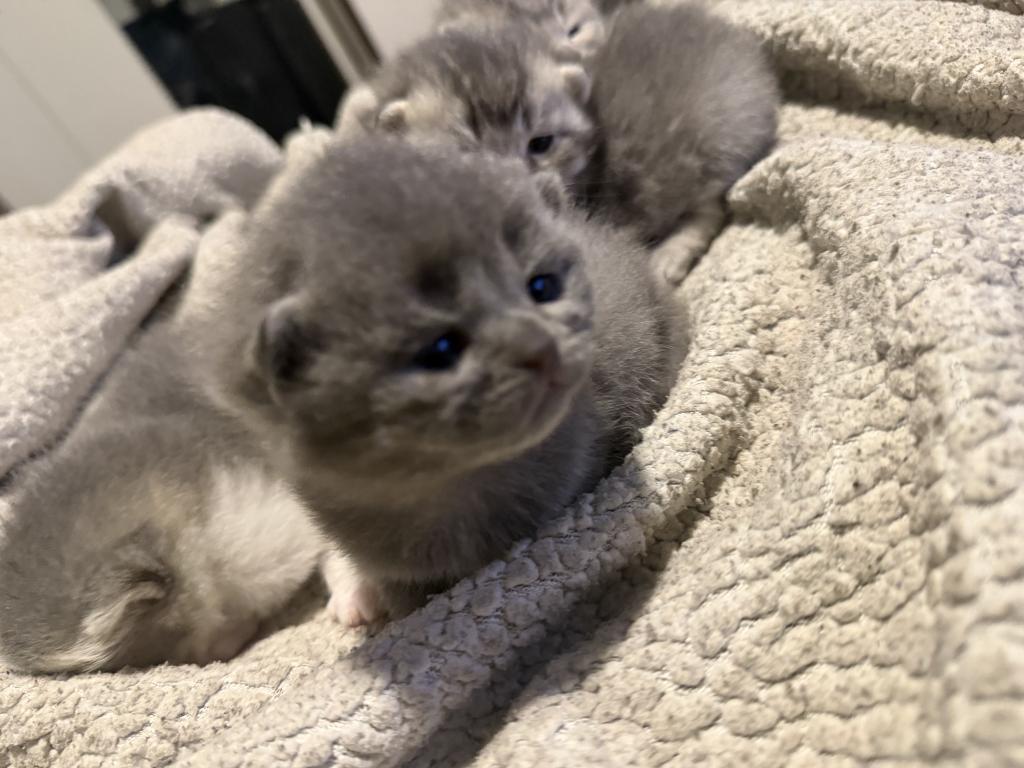 Scottish Kittens photo 4