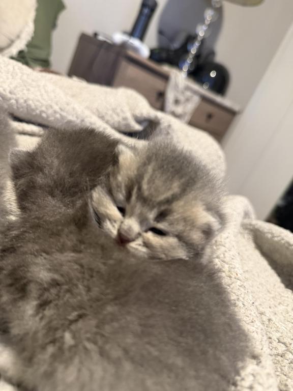 Scottish Kittens photo 3