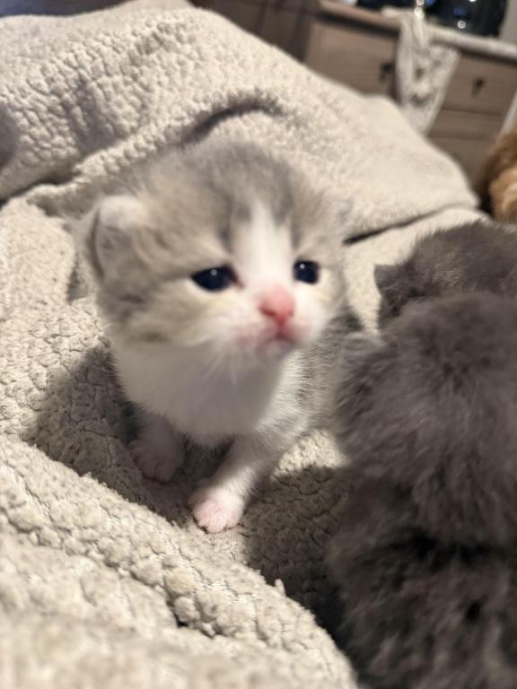Scottish Kittens