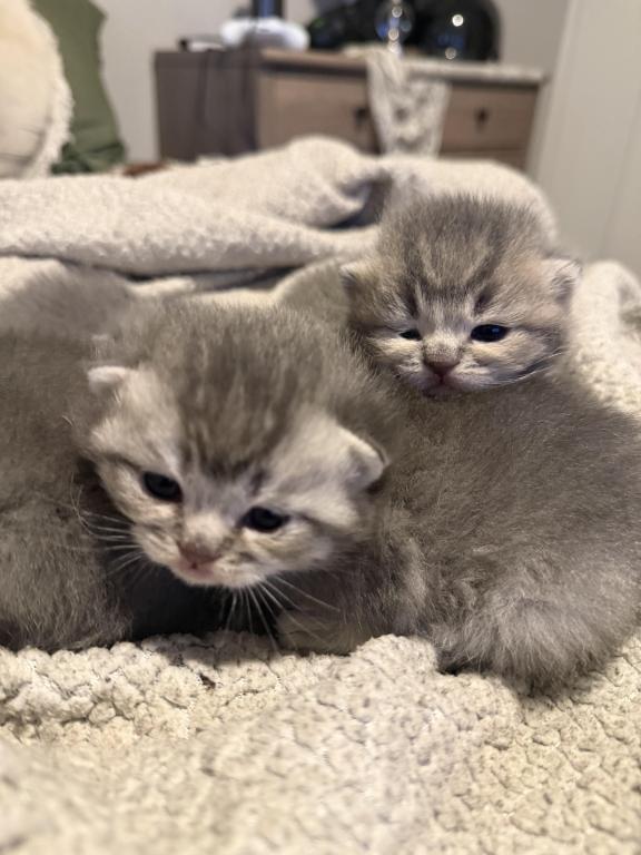 Scottish Kittens photo 2