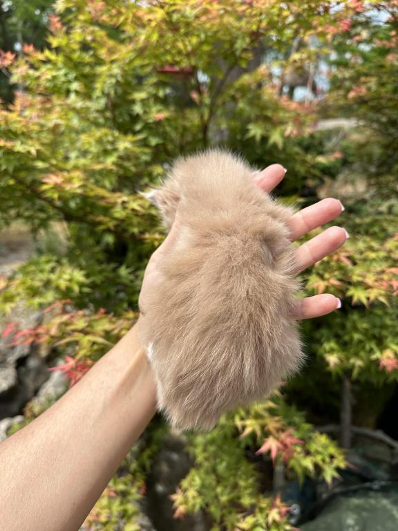 Luna X Alfred Import Bloodlines Litter B photo 3