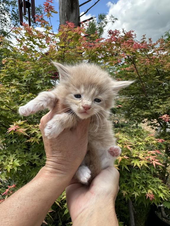 Luna X Alfred Import Bloodlines Litter B photo 2
