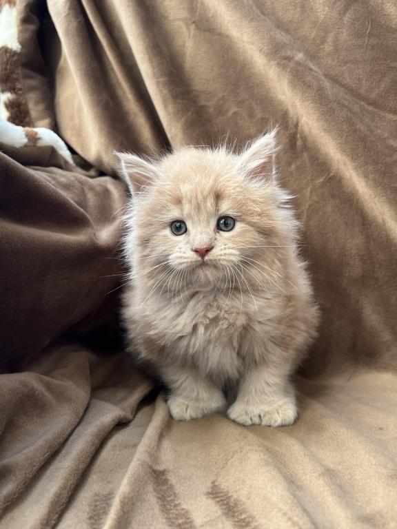 Luna X Alfred Import Bloodlines Litter B photo 5
